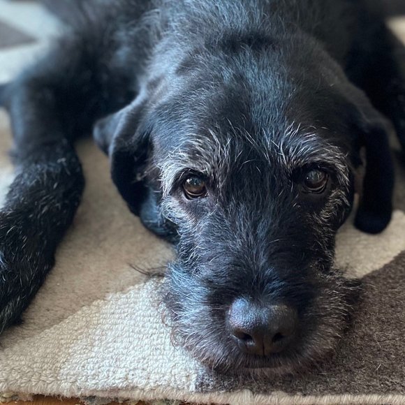 🎤Meet the Posher - Picture 2 of 3